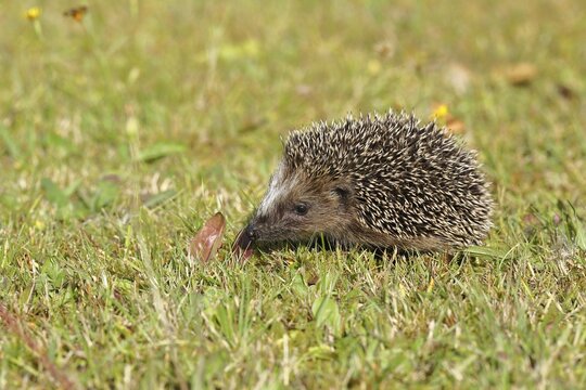 European hedgehog (erinaceus europaeus), juvenile, foraging on the lawn in a garden, Wildlife, Wilnsdorf, North Rhine-Westphalia, Germany