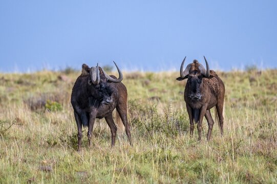 White-tailed wildebeest (Connochaetes gnou), adult, Mountain Zebra National Park, Eastern Cape, South Africa