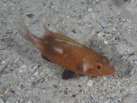An orange-coloured fish, sea bream Red Roman (Chrysoblephus laticeps) juvenile, swimming over a sandy seabed. Dive site False Bay, Cape of Good Hope, Cape Town, South Africa