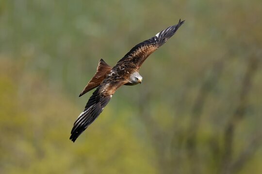 Red kite (Milvus milvus) in flight, wildlife, Germany