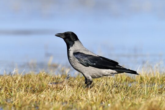 Hooded Crow (Corvus corone cornix), Mazovia or Masovia region, Poland