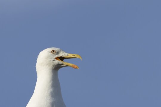 Herring gull (Larus argentatus) adult seagull bird calling, Suffolk, England, United Kingdom