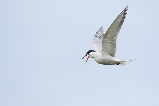 Common tern (Sterna hirundo), calling in flight, Texel, North Holland, Netherlands