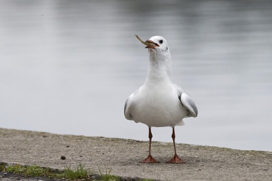 Black headed gull (Larus ridibundus) devours captured fish, Hesse, Germany