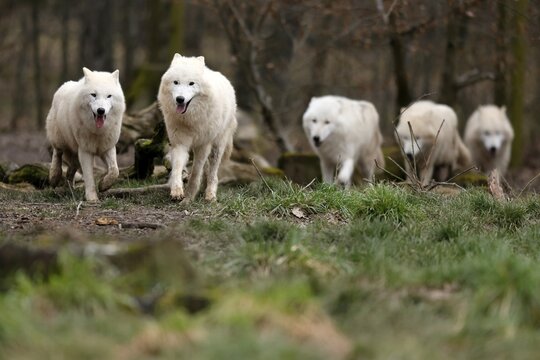 Arctic wolf (Canis lupus arctos) pack running in a meadow, captive