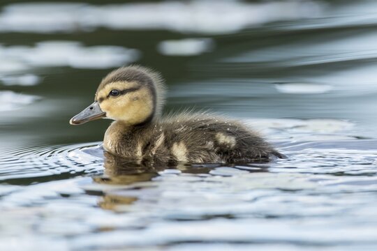 Duckling black duck (Anas rubripes) swimming and watching.