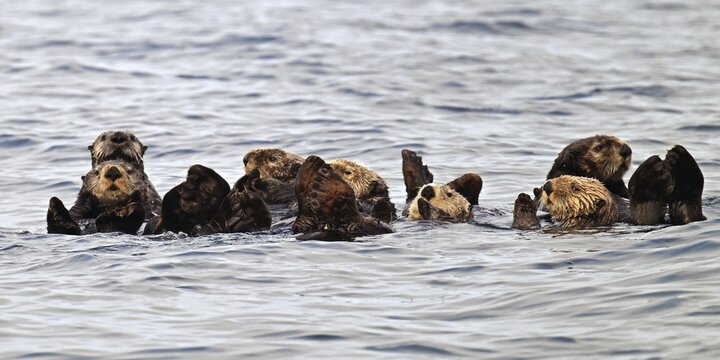 Several sea otters (Enhydra lutris) swimming on their backs in the Pacific Ocean, Vancouver Island