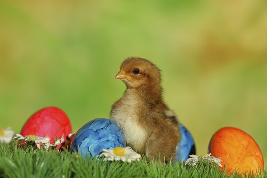 Domestic chicken (Gallus gallus domesticus), chicken chicks with colourful Easter eggs, North Rhine-Westphalia, Germany