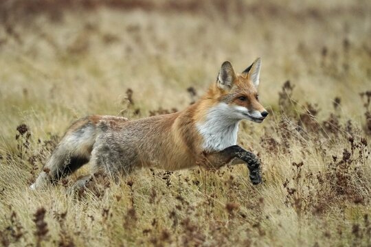 Red fox (Vulpes vulpes) running in a meadow, Czech Republic