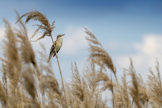 Acrocephalus Arundinaceus, Brandenburg, Germany, Reed Warbler, Nabu, Nabu Project, National Natural Heritage, Gr&uuml;nhaus Nature Paradise, Post-Mining Landscape, Birds, Gr&uuml;nhaus, Passeri, Songbirds, Birds, Warbler