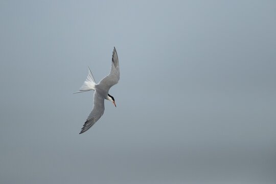 Common tern (Sterna hirundo) adult bird in flight in summer, RSPB Minsmere nature reserve, Suffolk, England, United Kingdom
