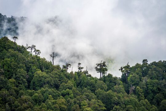 Mountains with dense temperate rainforest and clouds, Valdivian or Northern Patagonian Rainforest, Los Lagos, Patagonia Verde, Chile