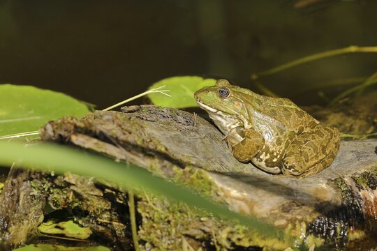 Green frog (Pelophylax esculentus) basks on a stone, Bavaria, Germany