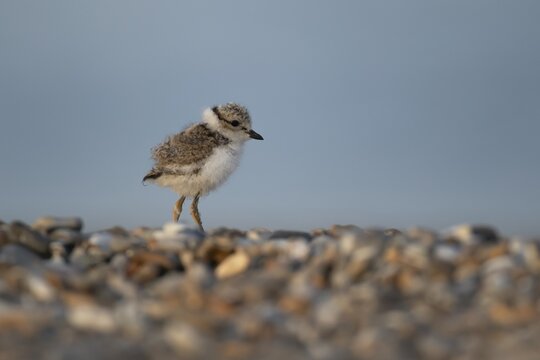 Ringed plover (Charadrius hiaticula) juvenile baby chick wading bird on a shingle beach in summer, Suffolk, England, United Kingdom