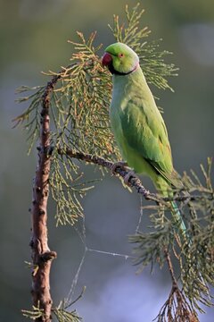 Rose-ringed parakeet (Psittacula krameri), Alexander's Parakeet, adult, on tree, Germany