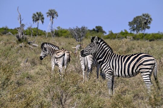 Plains zebras (Equus quagga) near Atzar&oacute; Camp, Okavango Delta, North-West District, Botswana