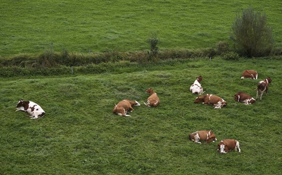Cows, dairy cows, on pasture, Burgrain near Willisau, Canton Lucerne, Switzerland