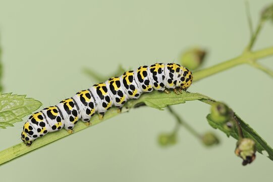Brown-root monk (Shargacucullia scrophulariae), caterpillar, North Rhine-Westphalia, Germany