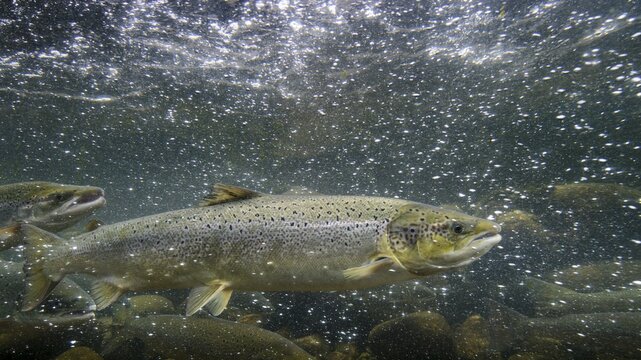 Swimming salmon (Salmo salar) under water, Laerdalsoyri, Norway