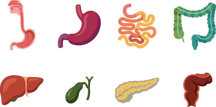Human digestive system organ illustrations including stomach, intestines, liver, pancreas, and gallbladder