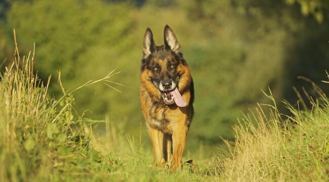 German Shepherd Dog, Germany