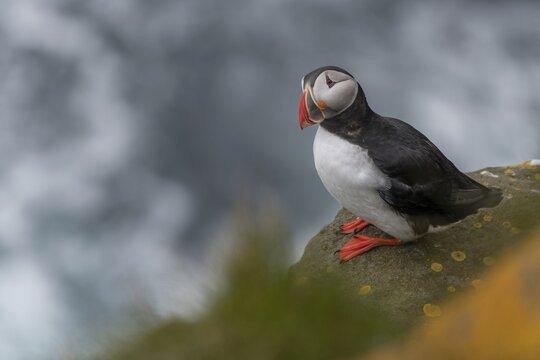 Puffin (Fratercula arctica) on a cliff above the sea, Skoruv&iacute;kurbjarg bird cliff, Langanes Peninsula, Nor&eth;urland eystra, Iceland