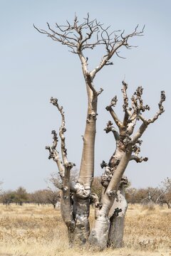 Moringa tree (Moringa ovalifolia), Fairytale Forest, Sprokieswood, Etosha National Park, Namibia