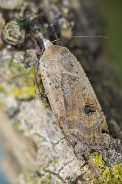 Housemother, large yellow underwing, noctua pronuba, flown off, high size, portrait format, insects, moths, moths, butterflies