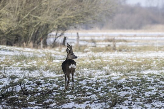 Roebuck (Capreolus capreolus), Lower Saxony, Germany