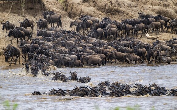 Wildebeest (Connochaetes taurinus) running and swimming in the river, river crossing at the Mara River, Great Migration, Serengeti National Park, Tanzania