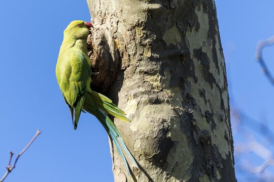 Rose-ringed parakeet (Psittacula krameri) hanging from a tree at the breeding den, wildlife, Germany