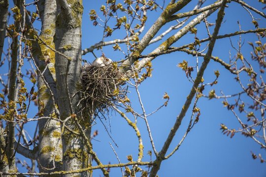 Alopoch aegyptiacus, Egyptian goose, Nile goose, Anatidae, tree brut, birds, brood, duckbirds, goose, geese, nest, birds, waterbirds, waterbirds
