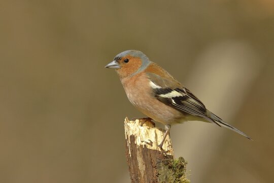 Common chaffinch (Fringilla coelebs), male, sitting on an old tree stump, Wilden, North Rhine-Westphalia, Germany