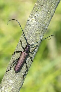 Aromia Moschata, Musk Beetle, Beetle, Longhorn Beetle, Coleoptera, Insects, Beetles
