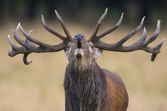 Tube transmitter red deer ( Cervus elaphus) in the rut, portrait, Klamptenborg, Copenhagen, Denmark