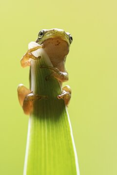 European tree frog (Hyla arborea), Zandvort, Netherlands