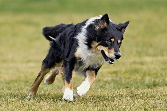 Mixed breed dog between Border Collie and Australian Shepherd jumps across meadow, Switzerland