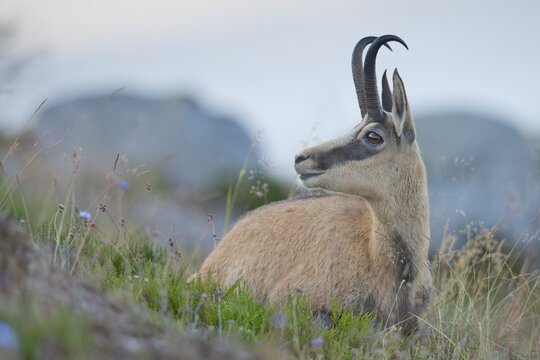 Chamois (Rupicapra rupicapra), Vosges, France