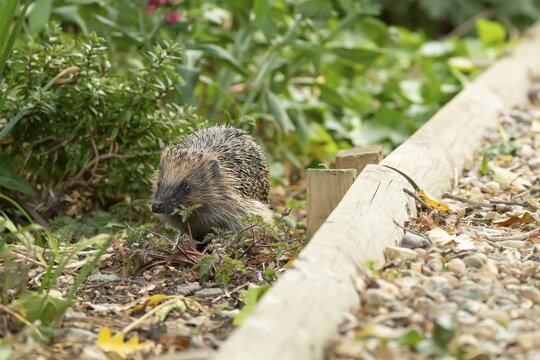 European hedgehog (Erinaceus europaeus) adult animal in a garden border in summer, England, United Kingdom