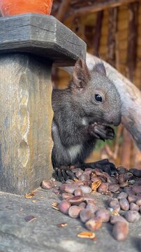 The squirrel is gnawing pine nut 