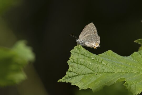 Purple hairstreak butterfly (Favonius quercus) adult insect resting on a Hazel tree leaf in a woodland in summer, Suffolk, England, United Kingdom