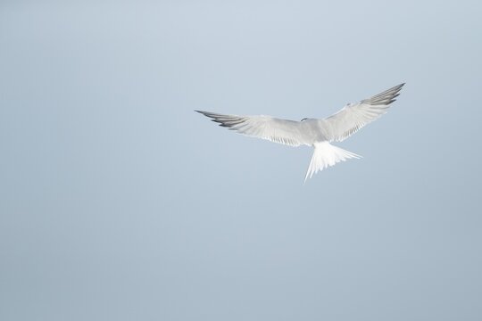 Common tern (Sterna hirundo) adult bird hovering in flight, Suffolk, England, United Kingdom