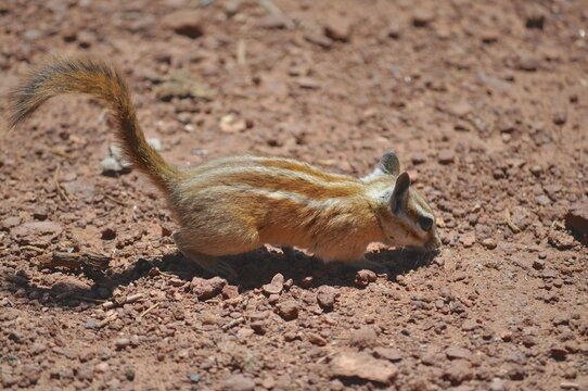 A small squirrel with striped fur, Hopi chipmunk (Tamias rufus), on reddish desert soil, Dead Horse State Park, Moab, Utah, USA
