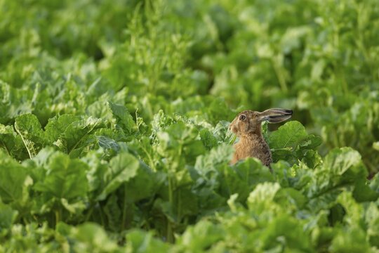 European brown hare (Lepus europaeus) adult animal feeding in a farmland sugar beet crop in the summer, England, United Kingdom