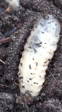 Vertical close up shot of a white grub larva wriggling and crawling in rich compost soil.