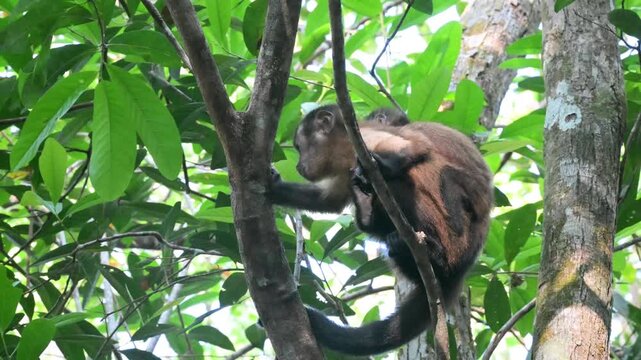 Azaras's Capuchin on a tree,  they walk among the branches , Hooded Chapucin, Sapajus cay,  monkey, fruit, eat, Manaus, Amazon,  Brazil 