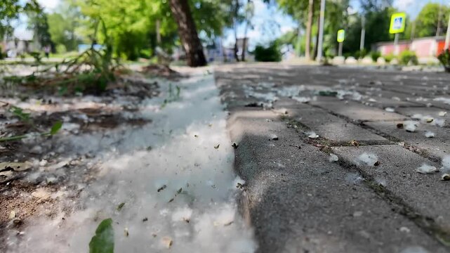 Ground level view along roadside curb paving covered with drifting white blossom fluff and small leaf debris, showing rough stone texture, blurred green trees and soft bokeh in bright daylight