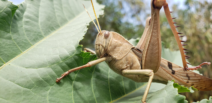 Low angle macro shot of a large brown grasshopper resting on a broad green leaf view(3)
