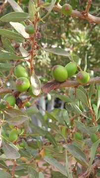 Branch of an argan tree with ripening fruits swaying gently under bright sunlight in Morocco. Natural agricultural scene featuring organic argan nuts growing on traditional Moroccan argania tree.