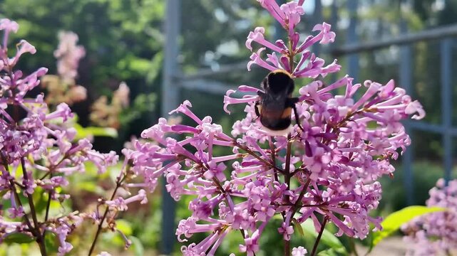 Single bumblebee rests on pink lilac flower clusters in bright natural daylight, with bumblebee, bee, flower, blossom detail, showing bloom, lilac, pink, purple context